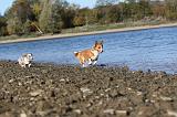 CORGI CARDIGAN 088